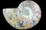 Agatized Ammonite Fossil (Half) - Madagascar #83792-1